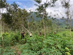 Lập bản đồ những mối đe dọa cao đối với các loài gỗ Hồng châu Á